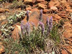 Image of splithair Indian paintbrush