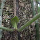 Image de Malanea erecta Seem.