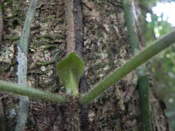 Image de Malanea erecta Seem.