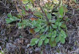 Image de Antennaria howellii subsp. petaloidea (Fern.) R. J. Bayer