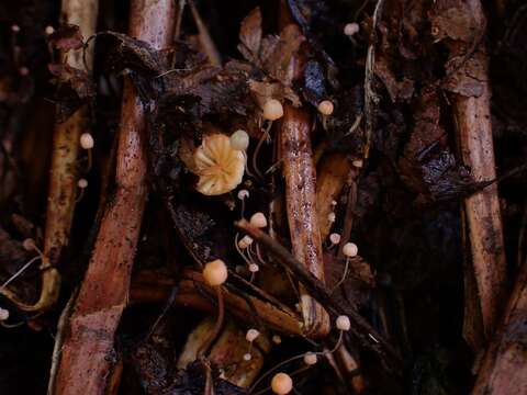 Слика од Mycena pterigena (Fr.) P. Kumm. 1871