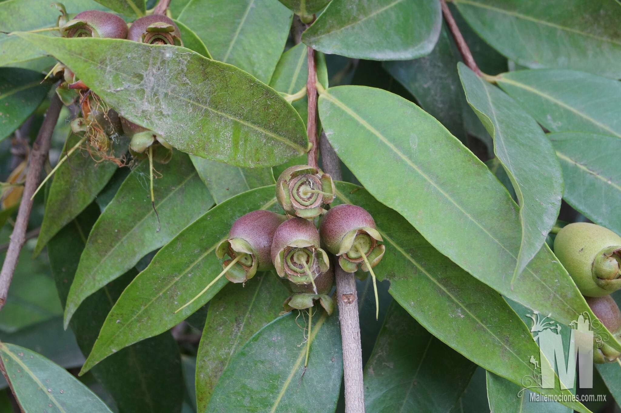 Image of Malabar plum