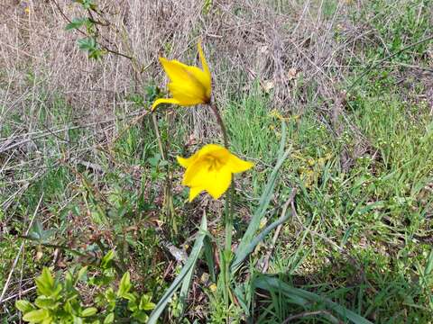 Image of Tulipa sylvestris subsp. sylvestris