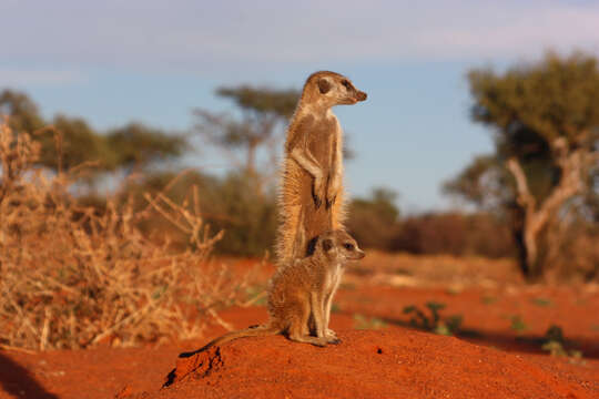 Image of Suricata Desmarest 1804