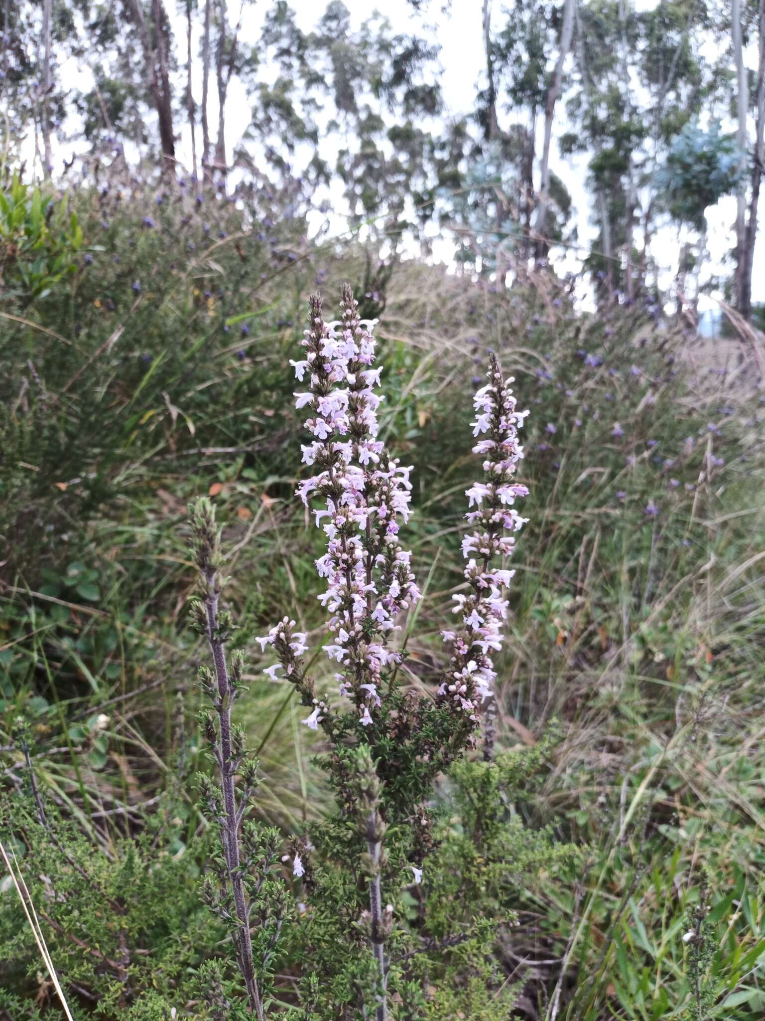 Clinopodium fasciculatum (Benth.) Govaerts的圖片