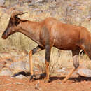 Image of Damaliscus lunatus lunatus