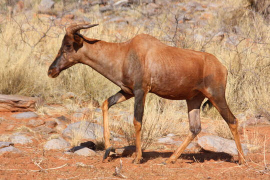 Image of Damaliscus lunatus lunatus