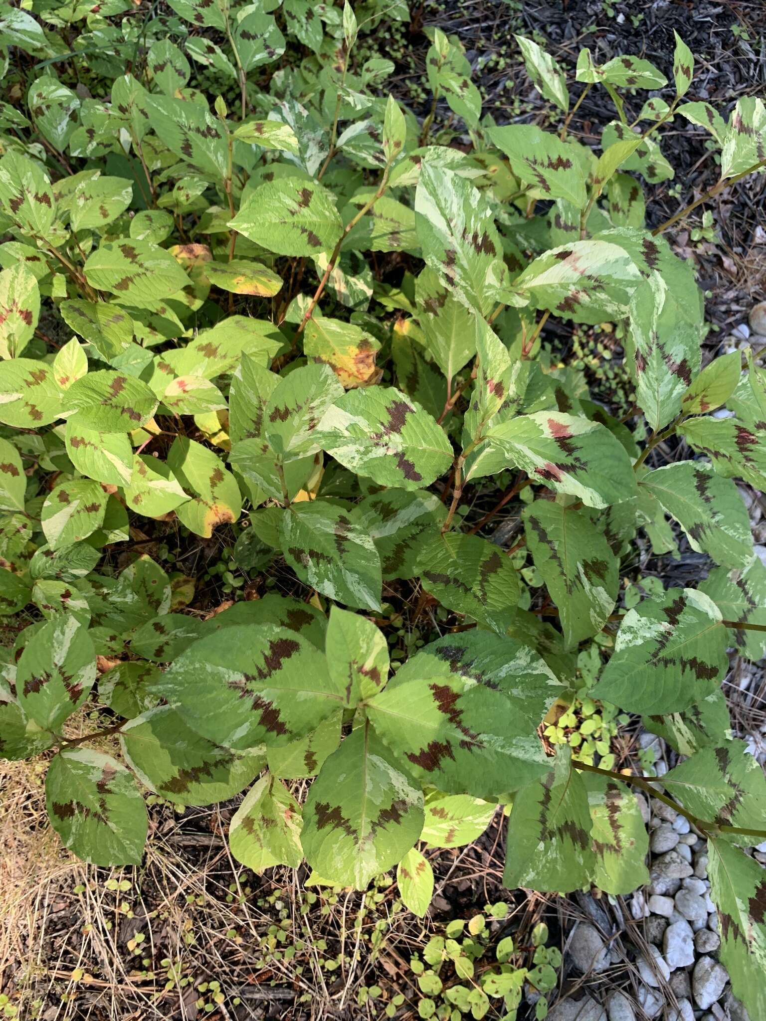 Image of Persicaria filiformis (Thunb.) Nakai