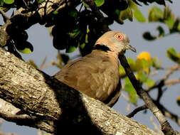 صورة Streptopelia decipiens ambigua (Barboza du Bocage 1881)