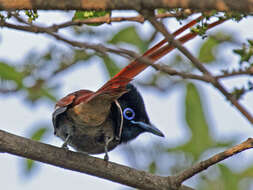 Image of African Paradise Flycatcher