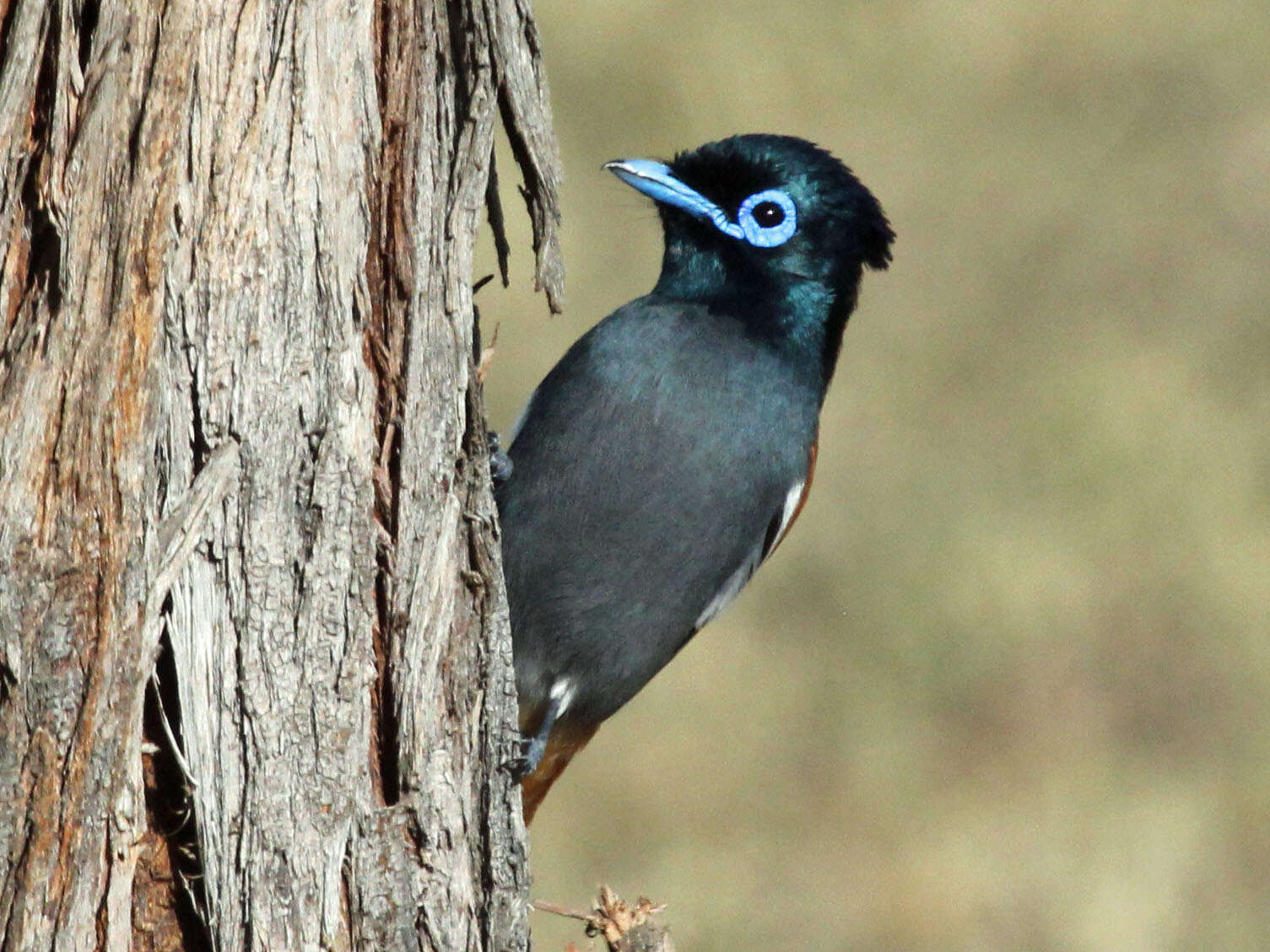 Image of African Paradise Flycatcher