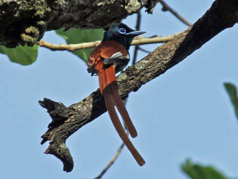 Image of African Paradise Flycatcher