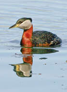 Image of Red-necked Grebe