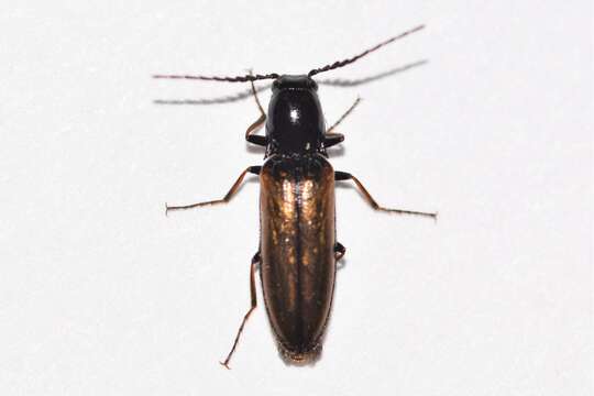 Image of <i>Oestodes tenuicollis</i>