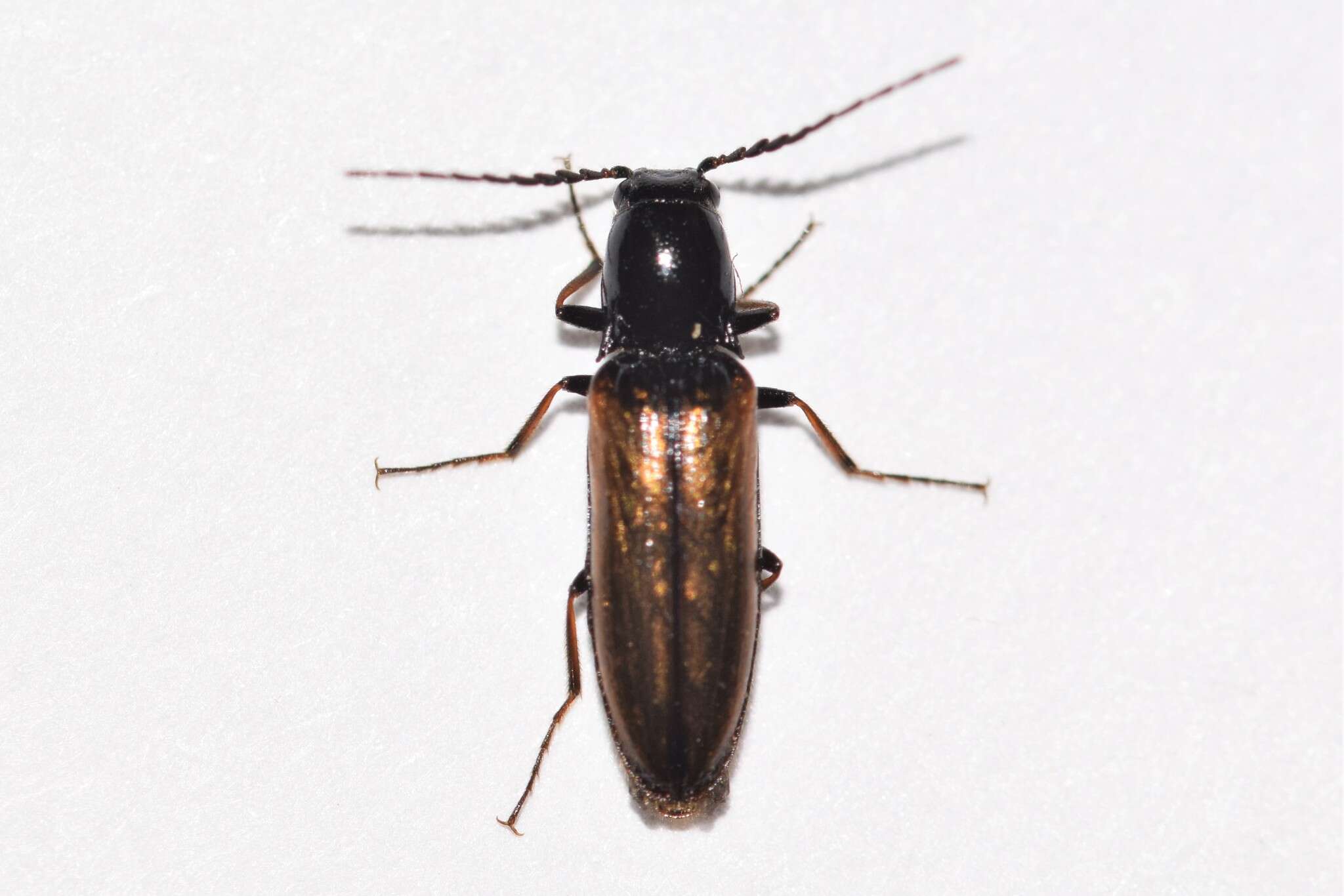 Image of <i>Oestodes tenuicollis</i>