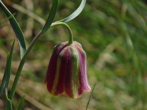 Image of Fritillaria messanensis Raf.