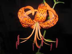 Image of Tiger lily