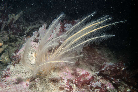 Image of antenna hydroid