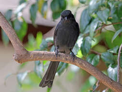 Melaenornis edolioides (Swainson 1837) resmi