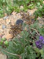 Image de Phacelia lyallii (A. Gray) Rydb.