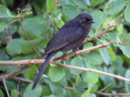 Melaenornis edolioides (Swainson 1837) resmi