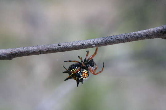 Image of Austracantha