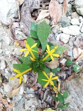 Image of Barleria oenotheroides Dum.-Cours.