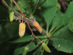 Image of Stem rust