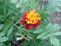 Image of French marigold