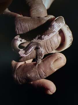 Image of Barred Wolf Snake