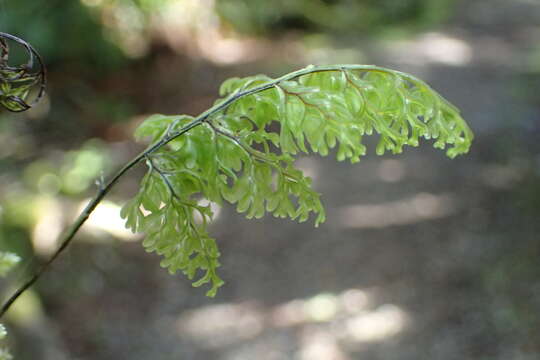 Image of Hymenophyllum sanguinolentum (G. Forst.) Sw.