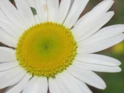 Image of Oxeye Daisy