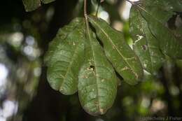 Image of Acronychia pubescens (Bailey) C. White