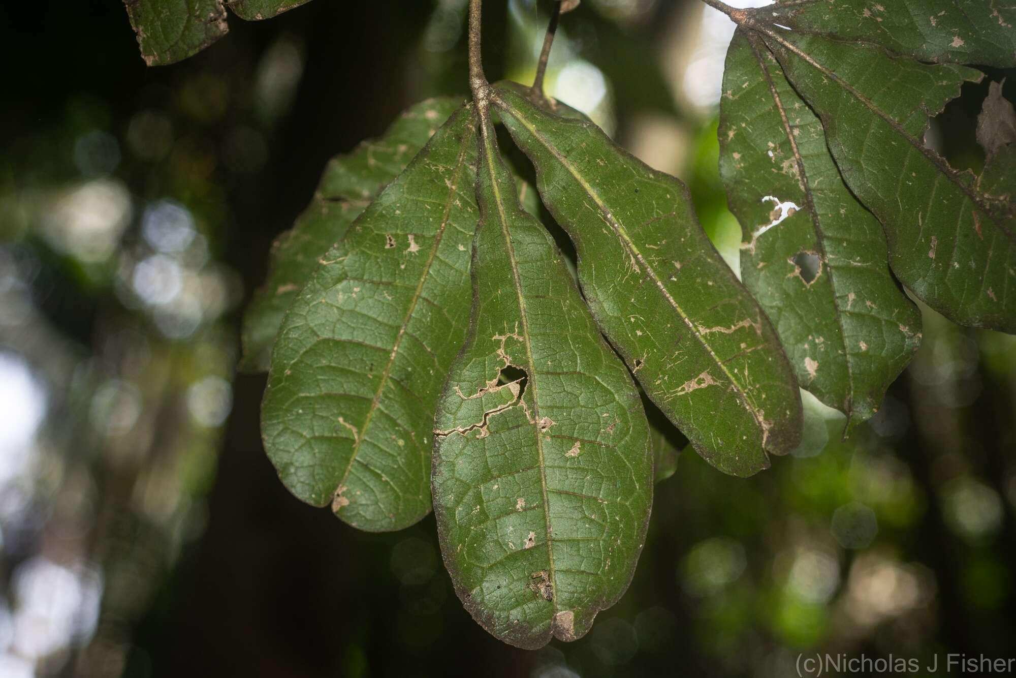 Image of Acronychia pubescens (Bailey) C. White