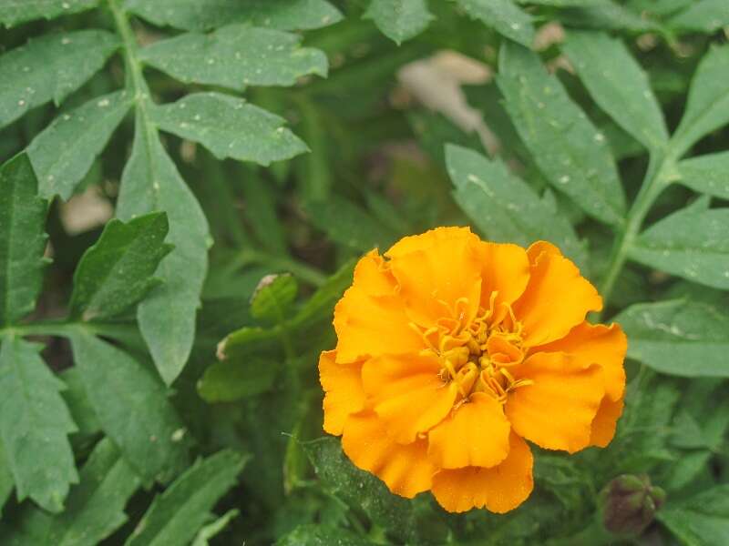 Image of French marigold