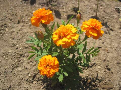 Image of French marigold