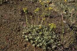 Eriogonum umbellatum var. goodmanii J. L. Reveal的圖片