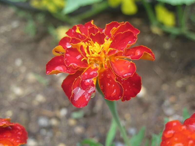 Tagetes erecta L. resmi