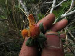 Image of Gaultheria lanigera Hook.