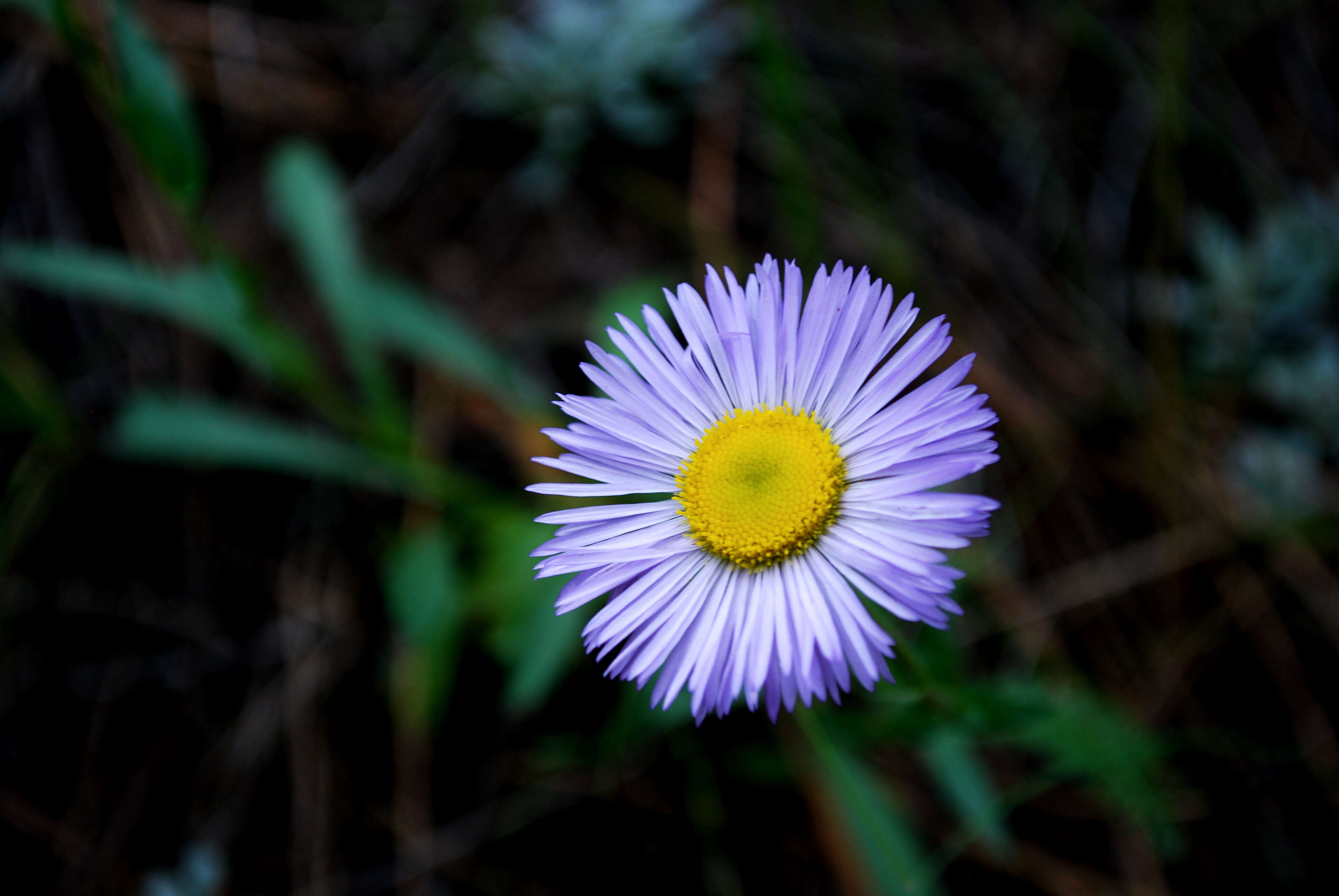 Слика од Erigeron formosissimus Greene