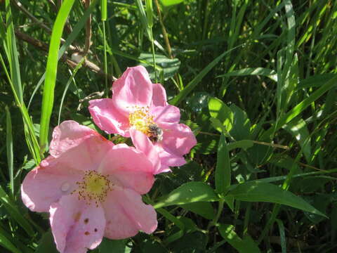 Image of prickly rose