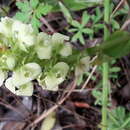 Pterygodium volucris (L. fil.) Sw. resmi