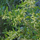 Imagem de Acacia longifolia subsp. sophorae (Labill.) Court