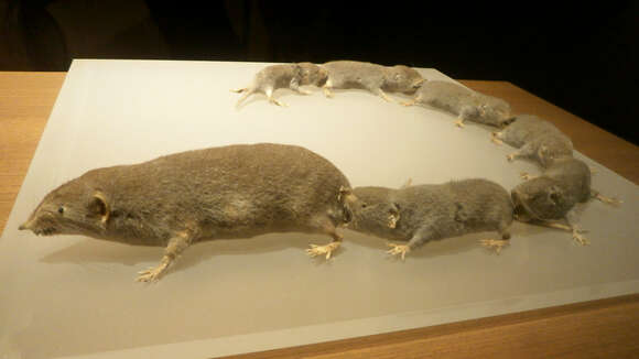 Image of Asian house shrew