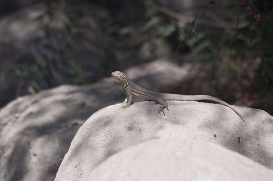 Image of Small Pacific iguana