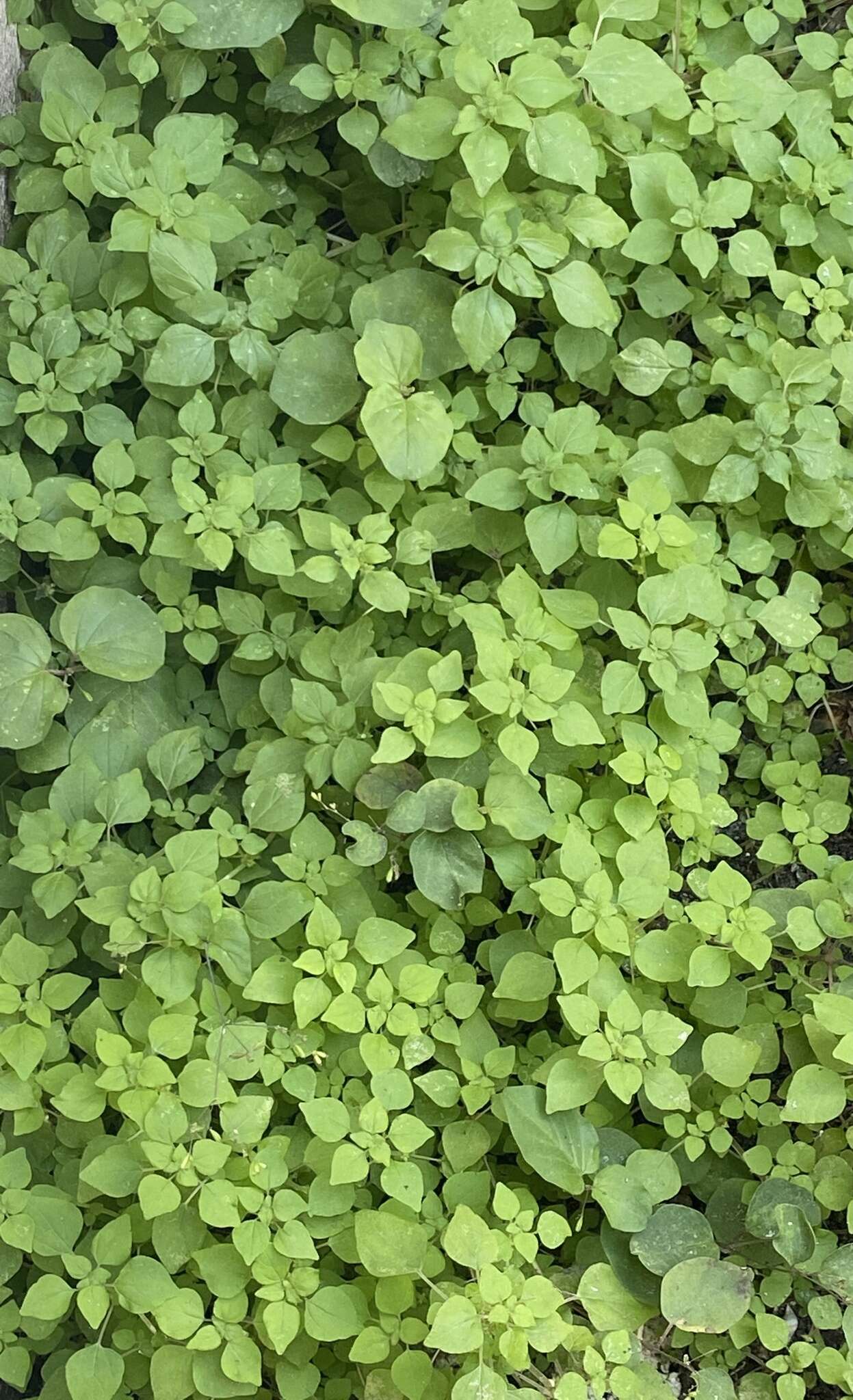 Image of Florida pellitory