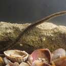 Image of Black-striped Pipefish