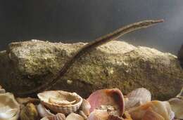 Image of Black-striped Pipefish