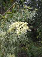 Image of <i>Sambucus cerulea</i>