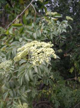 Image of <i>Sambucus cerulea</i>